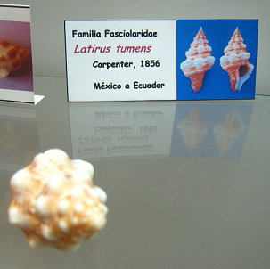 Latirus tumens Latirus tumens