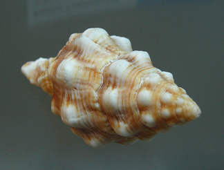 Latirus tumens, Nahaufnahme Latirus tumens, Nahaufnahme