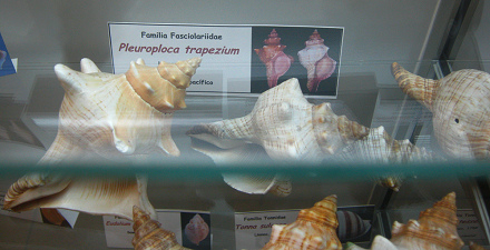 Pleuroploca trapezium, placa Pleuroploca trapezium, placa