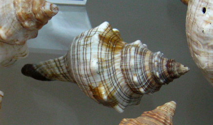 Pleuroploca trapezium, Nahaufnahme 01 Pleuroploca trapezium, Nahaufnahme 01