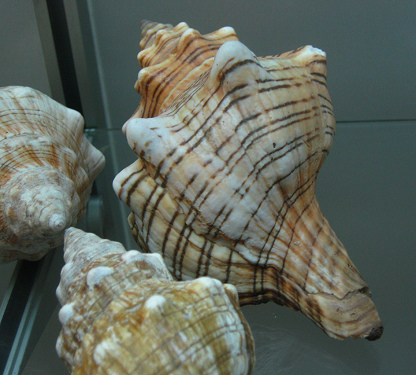 Pleuroploca trapezium, Nahaufnahme 02 Pleuroploca trapezium, Nahaufnahme 02