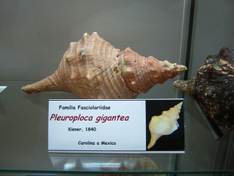 Pleuroploca
gigantea Pleuroploca gigantea