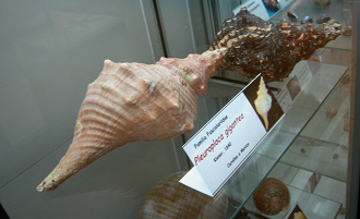 Pleuroploca gigantea, Totale Pleuroploca gigantea, Totale