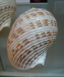 Tonna perdix, Nahaufnahme