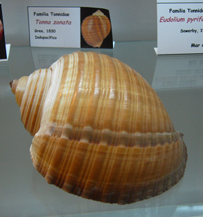 Tonna
                          zonata