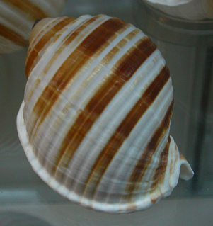 Tonna sulcosa, Nahaufnahme