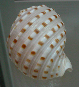 Tonna tessellata, Nahaufnahme