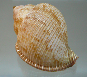 Tonna galea, Nahaufnahme 01