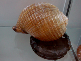 Tonna olearium, Nahaufnahme