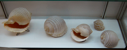 Malea ringens, vista 02