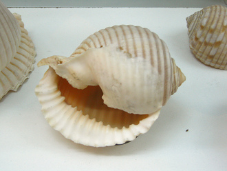 Malea ringens, Nahaufnahme 02