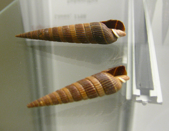 Duplicaria duplicata, Nahaufnahme