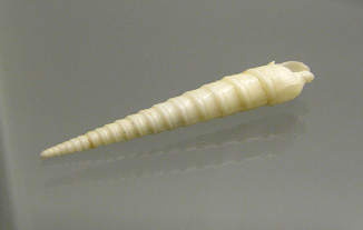 Terebra laevigata, Nahaufnahme