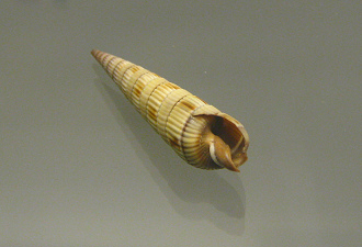 Duplicaria duplicata, Nahaufnahme