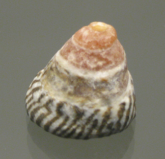 Bembicium nanum, Nahaufnahme