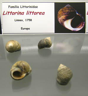 Littorina littorae