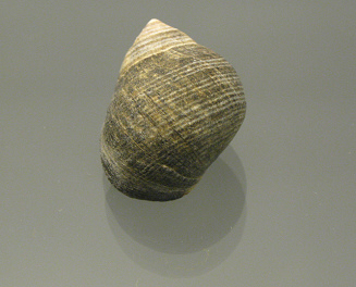 Littorina littorae, Nahaufnahme