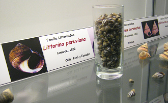 Littorina peruviana, placa