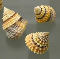 Tectarius coronatus, Nahaufnahme