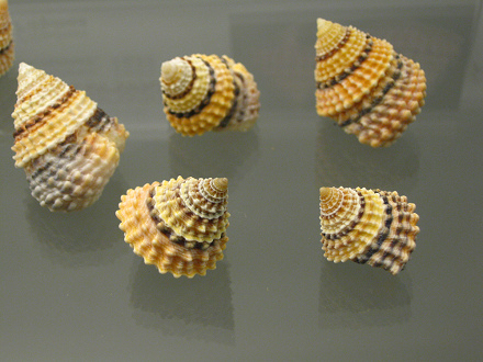 Tectarius coronatus, Nahaufnahme