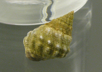 Nodilittorina pyramidalis,
                                  Nahaufnahme