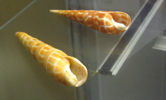 Terebra dimidiata, Nahaufnahme