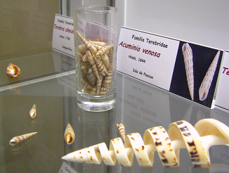 Acuminia venosa, placa