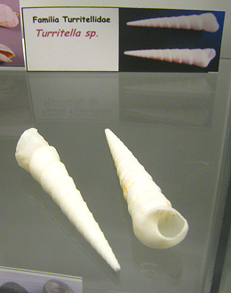Turritella sp