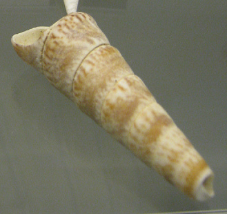 Turritella variegata, Nahaufnahme
                                  02