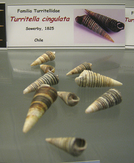 Turritella cingulata
