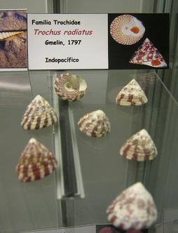 Trochus radiatus