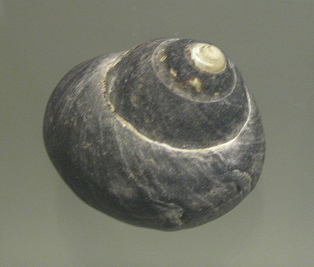 Tegula atra auryomphala, Nahaufnahme