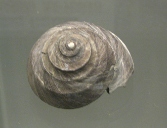 Tegula luctuosa, Nahaufnahme