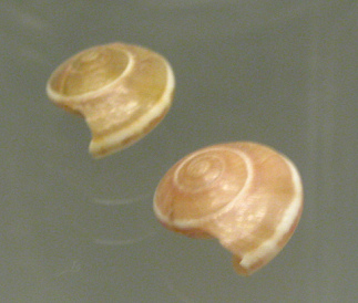 Umbonium vestiarium, Nahaufnahme 02