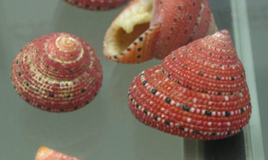 Clanculus puniceus, Nahaufnahme