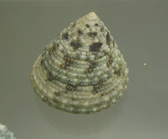 Trochus maculatus, Nahaufnahme