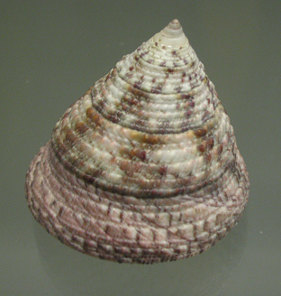 Trochus rotus, Nahaufnahme
