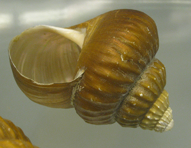 Bathibembix humboldti, Nahaufnahme