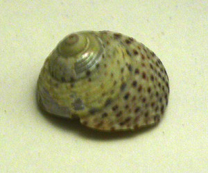 Maurea punctulata, Nahaufnahme