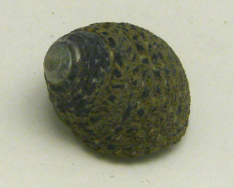 Monodonta labio, Nahaufnahme