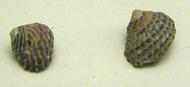 Diloma concamerata, Nahaufnahme