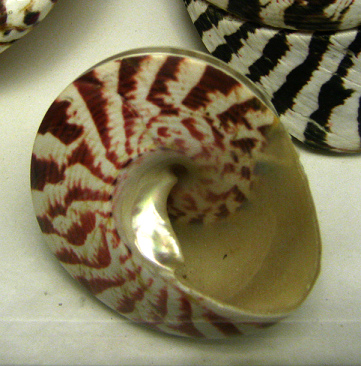 Trochus niloticus, Nahaufnahme
                                  02