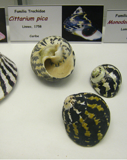 Cittarium pica