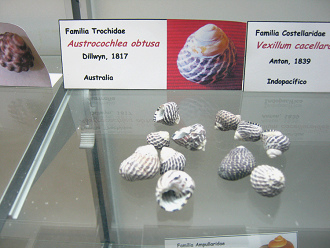 Austrocochlea obtusa