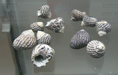 Austrocochlea obtusa, Nahaufnahme 01