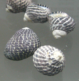 Austrocochlea obtusa, Nahaufnahme 02