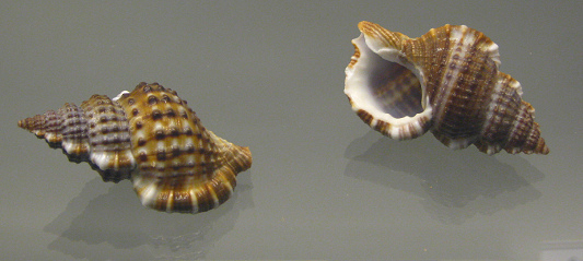 Gyrineum natator, primer plano 03