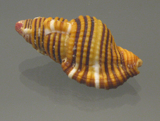 Cymatium hepaticum, primer plano