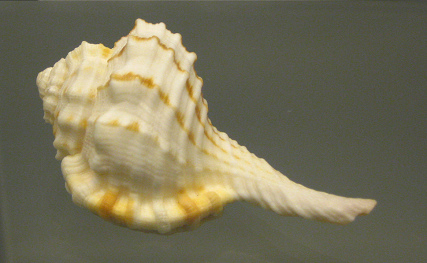 Cymatium guttarium, primer plano Cymatium guttarium, primer plano