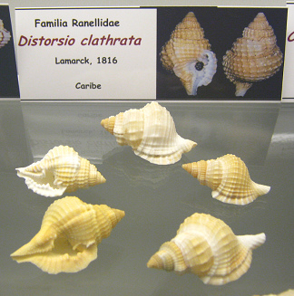 Diostorsio
clathrata Diostorsio clathrata